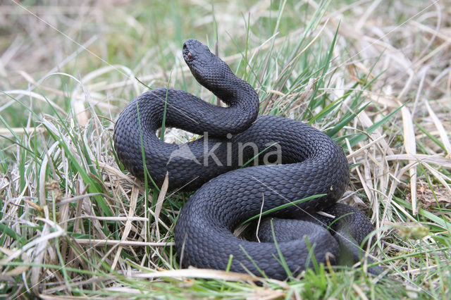 Common Viper (Vipera berus)