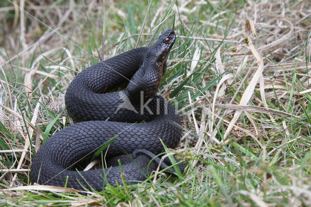 Common Viper (Vipera berus)