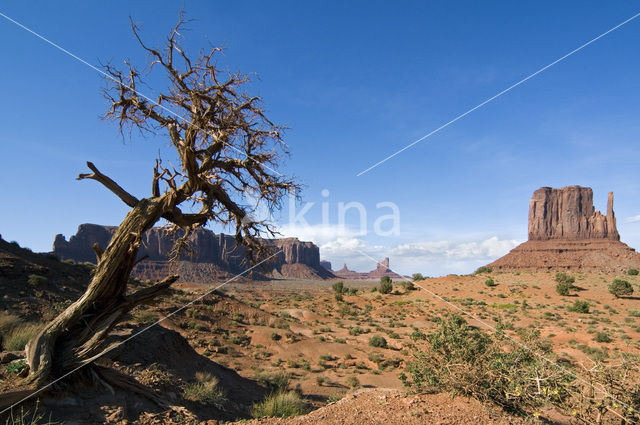 Amerikaanse cipres (Cupressus arizonica)