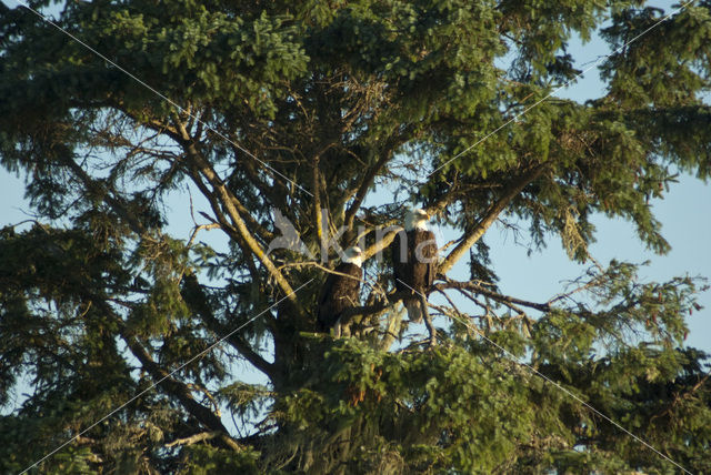 Amerikaanse Zeearend (Haliaeetus leucocephalus)