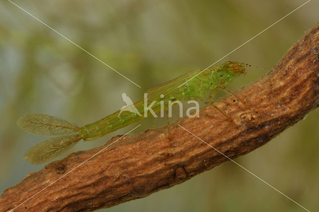 Azuurwaterjuffer (Coenagrion puella)