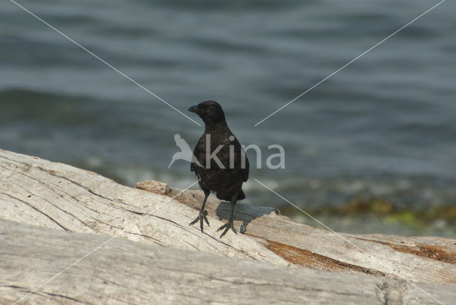 Bairds Kraai (Corvus caurinus)