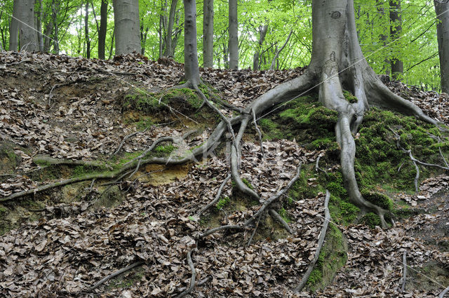 Beuk (Fagus sylvatica)