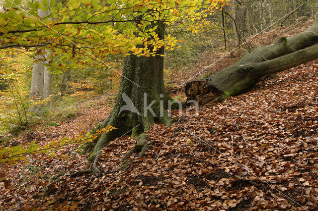 Beech (Fagus sylvatica)