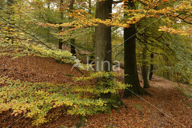 Beech (Fagus sylvatica)