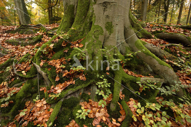 Beuk (Fagus sylvatica)