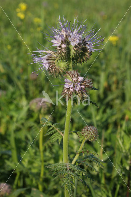 Lacy Phacelia (Phacelia tanacetifolia)