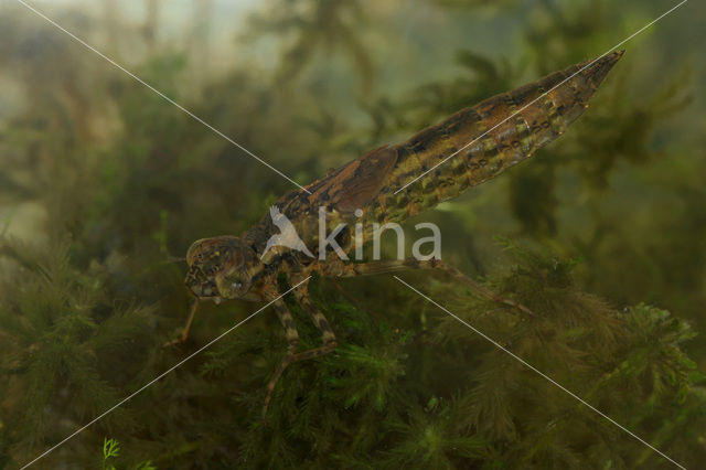 Blauwe glazenmaker (Aeshna cyanea)