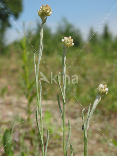 Bleekgele droogbloem (Gnaphalium luteo-album)