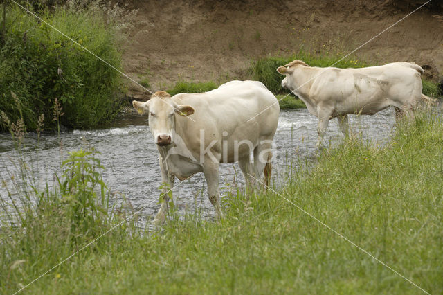 Blonde d'Aquitaine koe (Bos Domesticus)