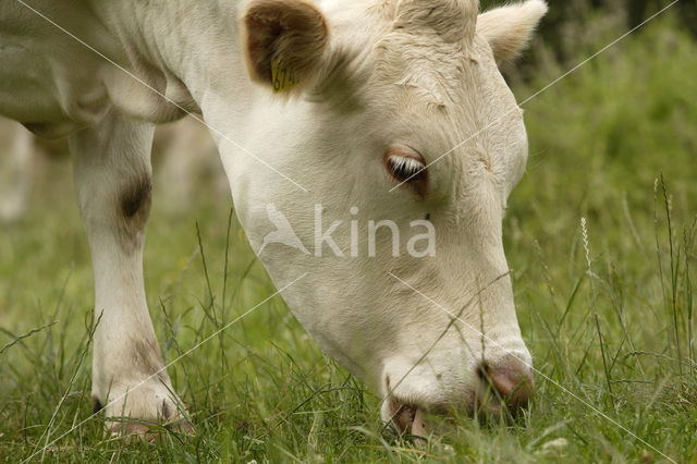 Blonde d'Aquitaine koe (Bos Domesticus)