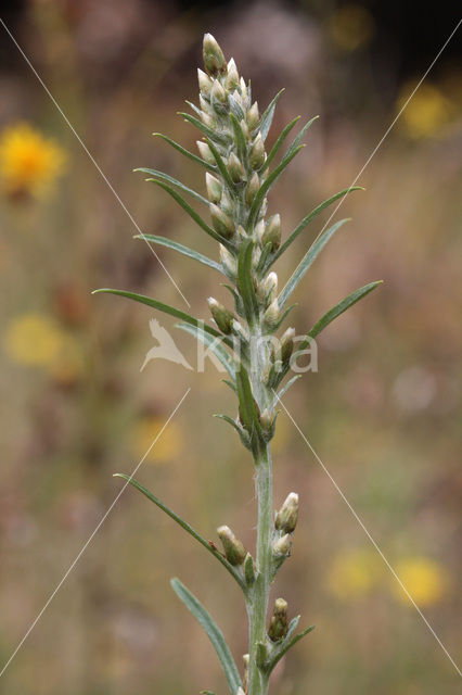 Bosdroogbloem (Gnaphalium sylvaticum)