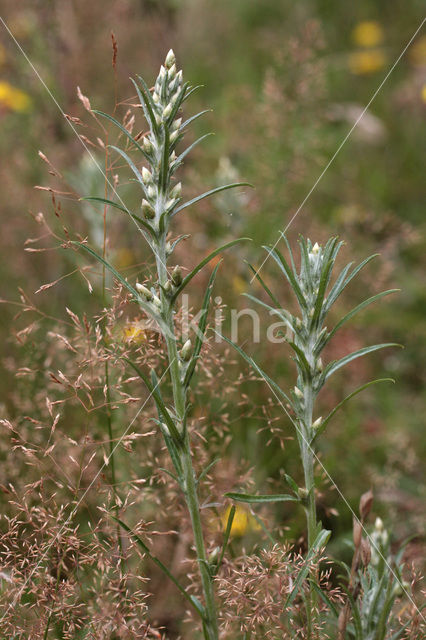 Bosdroogbloem (Gnaphalium sylvaticum)