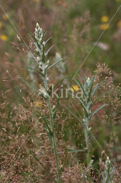 Bosdroogbloem (Gnaphalium sylvaticum)