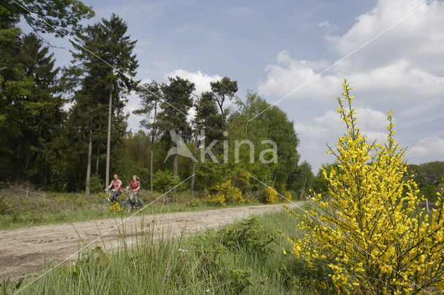 Broom (Cytisus scoparius)