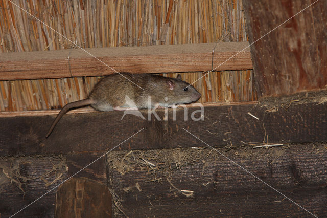 Bruine rat (Rattus norvegicus)