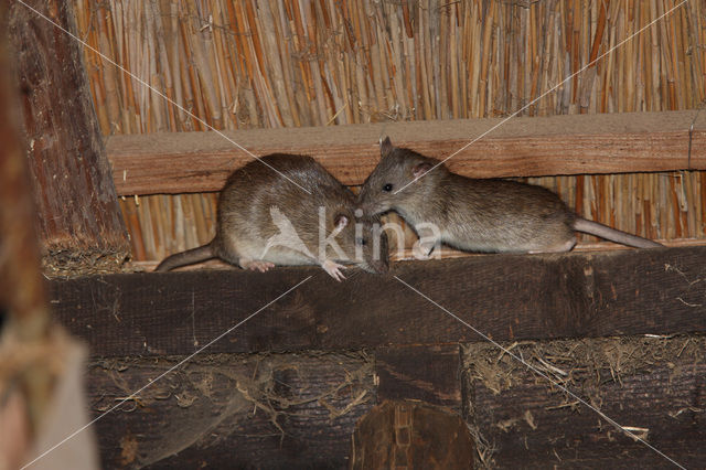 Bruine rat (Rattus norvegicus)