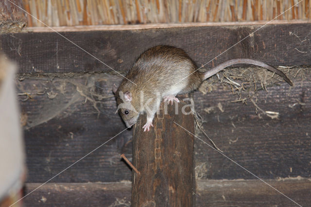 Bruine rat (Rattus norvegicus)