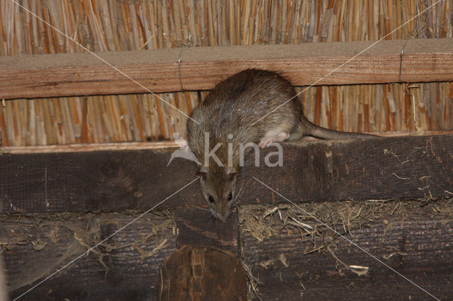 Bruine rat (Rattus norvegicus)