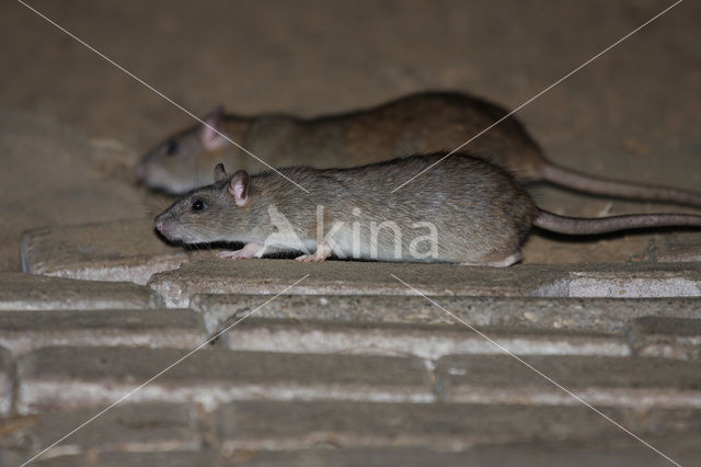 Bruine rat (Rattus norvegicus)