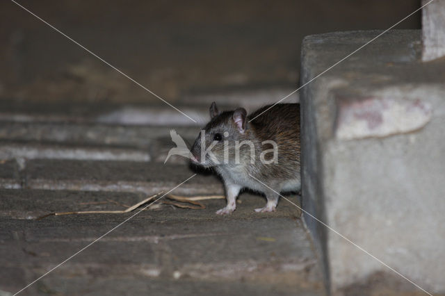 Bruine rat (Rattus norvegicus)