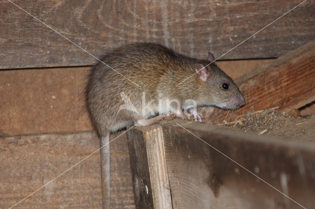 Bruine rat (Rattus norvegicus)