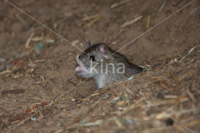 Bruine rat (Rattus norvegicus)