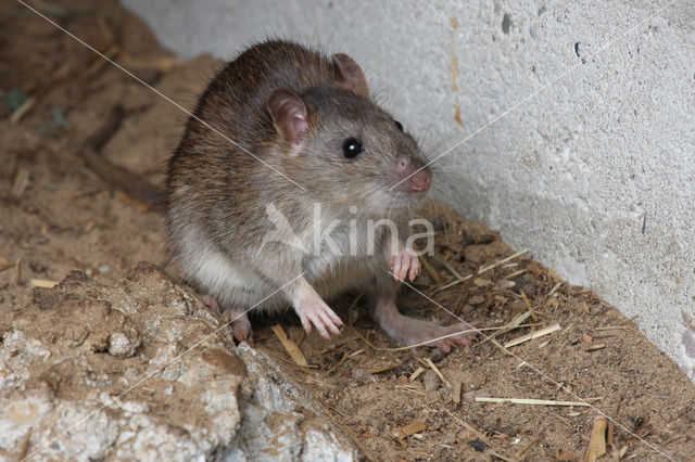 Bruine rat (Rattus norvegicus)