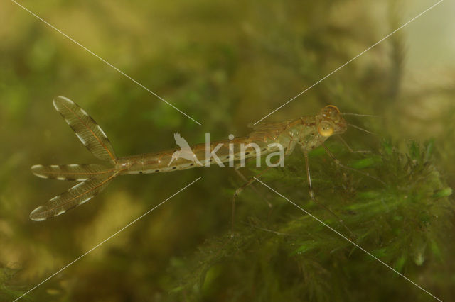 Bruine winterjuffer (Sympecma fusca)