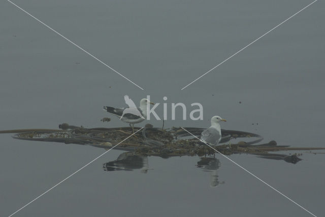 Californische Meeuw (Larus californicus)