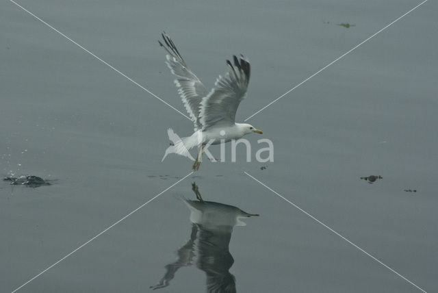 Californische Meeuw (Larus californicus)