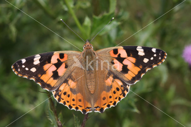 Distelvlinder (Vanessa cardui)