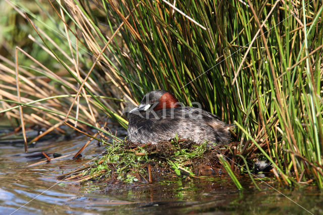 Dodaars (Tachybaptus ruficollis)