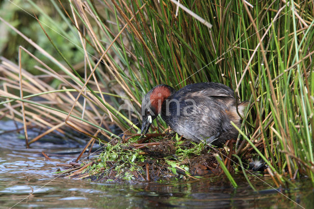 Dodaars (Tachybaptus ruficollis)