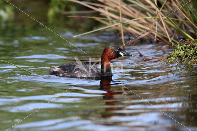 Dodaars (Tachybaptus ruficollis)