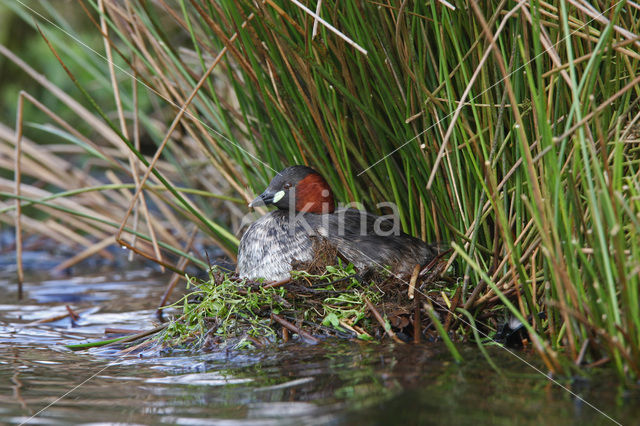 Dodaars (Tachybaptus ruficollis)