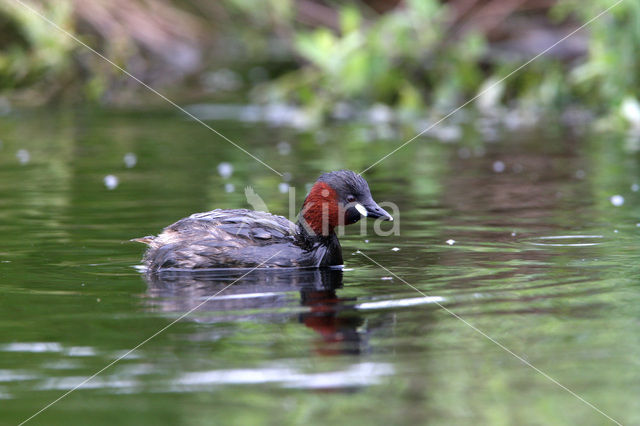 Dodaars (Tachybaptus ruficollis)