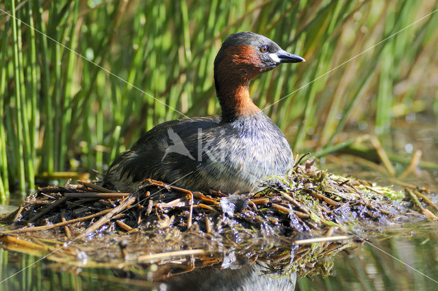 Dodaars (Tachybaptus ruficollis)