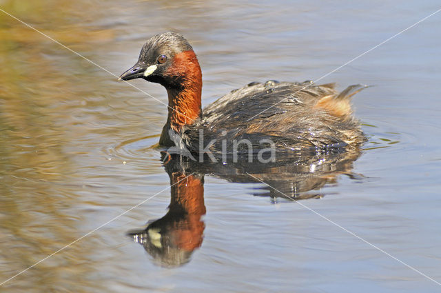 Dodaars (Tachybaptus ruficollis)