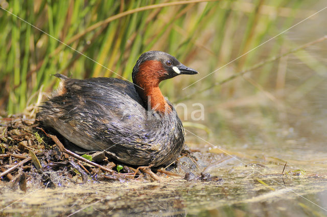 Little Grebe (Tachybaptus ruficollis)