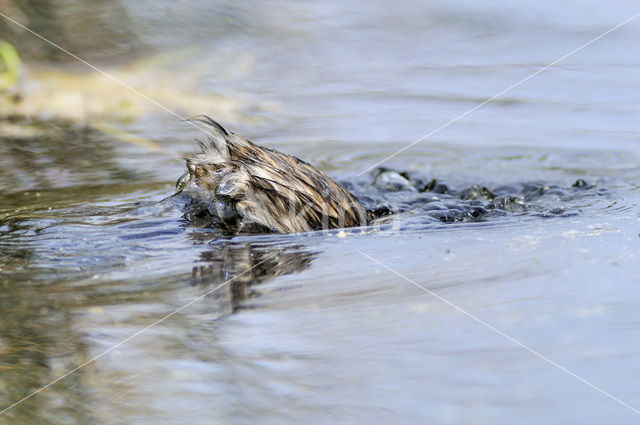 Dodaars (Tachybaptus ruficollis)