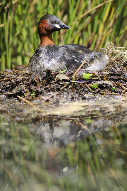 Dodaars (Tachybaptus ruficollis)