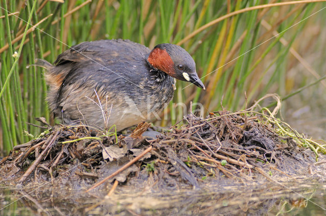 Dodaars (Tachybaptus ruficollis)