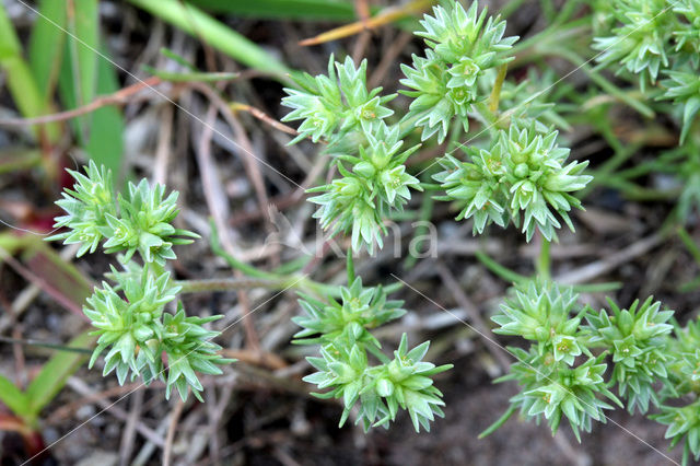 Eenjarige hardbloem (Scleranthus annuus)