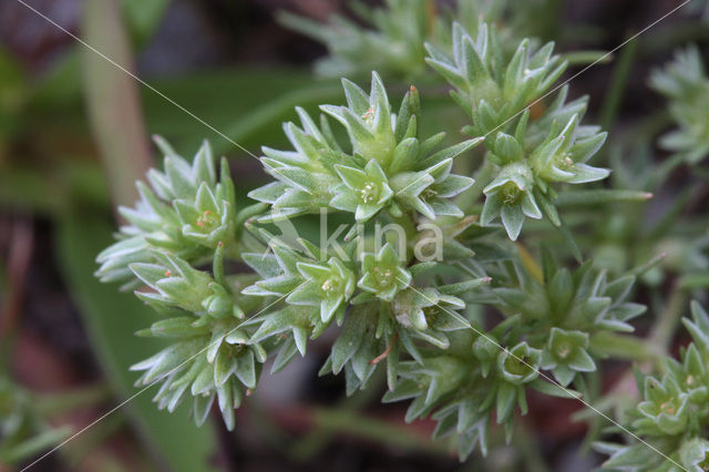 Eenjarige hardbloem (Scleranthus annuus)