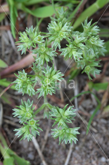 Eenjarige hardbloem (Scleranthus annuus)