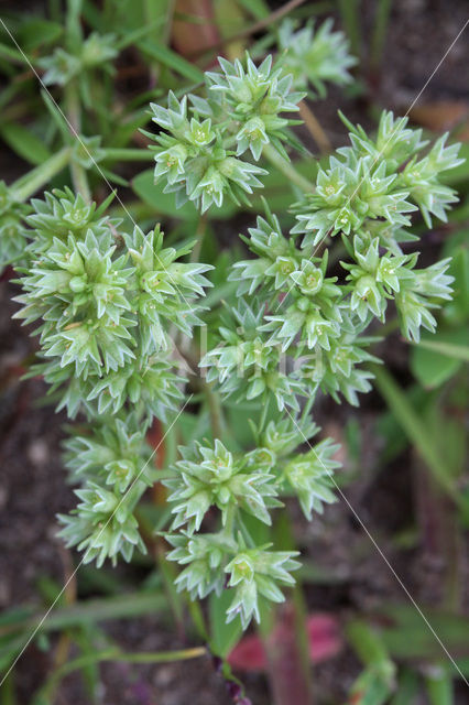 Eenjarige hardbloem (Scleranthus annuus)