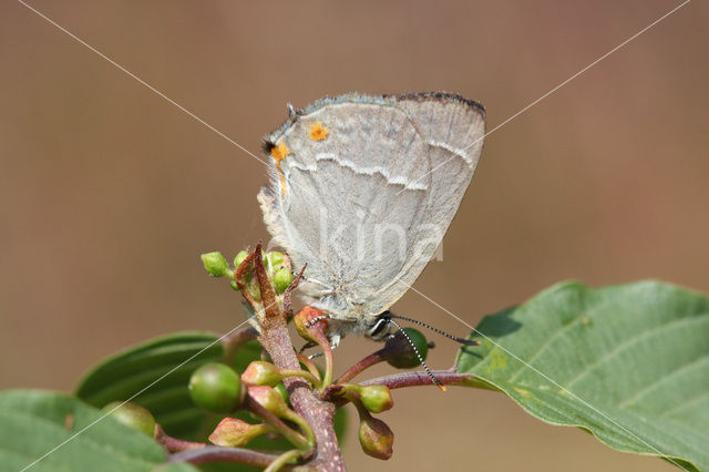 Eikenpage (Neozephyrus quercus)