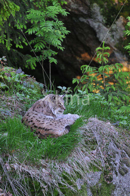 Euraziatische lynx (Lynx lynx)