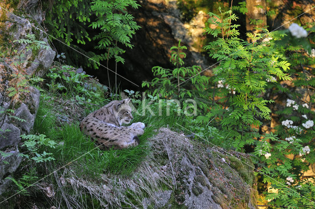 Euraziatische lynx (Lynx lynx)